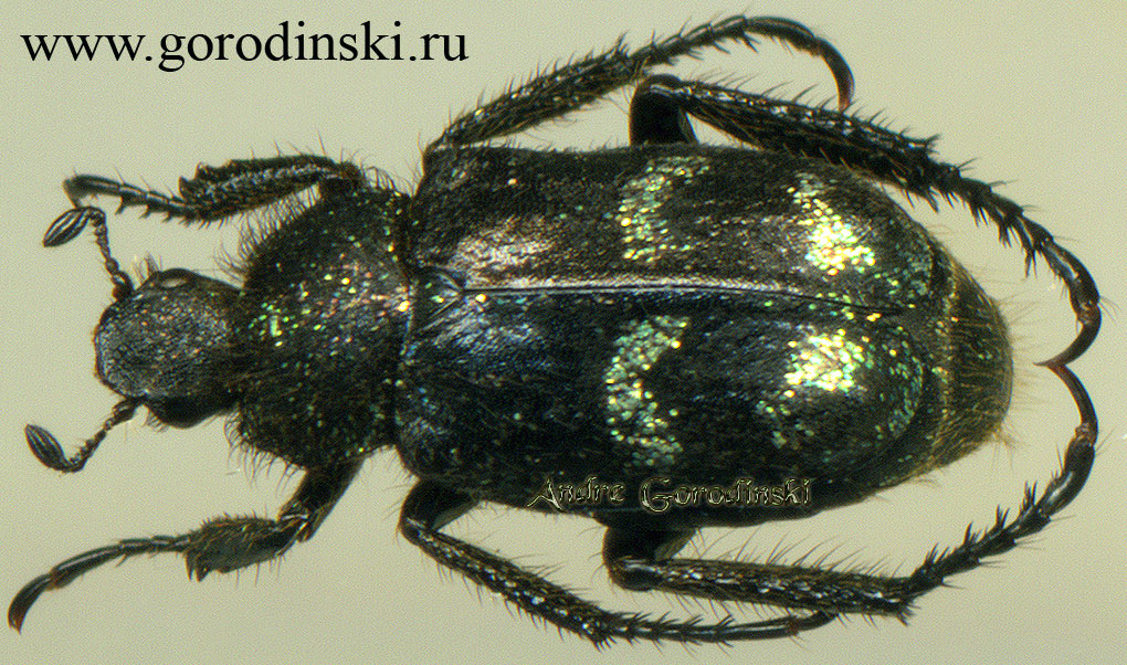 http://www.gorodinski.ru/scarabs/Ectinohoplia gabrielina.jpg